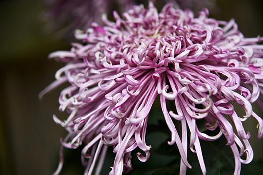a large pink chrysanthemum bloom with very long, thin petals.